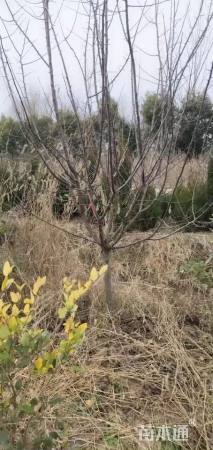 5公分红宝石海棠