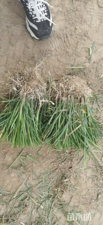 高度15厘米麦冬