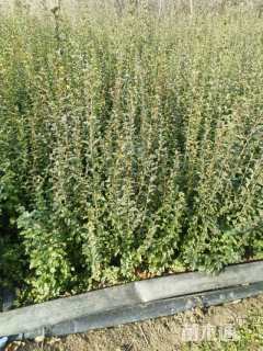 高度50厘米小叶女贞