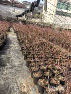 0.8公分流泉红枫