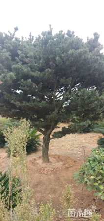 25公分造型黑松