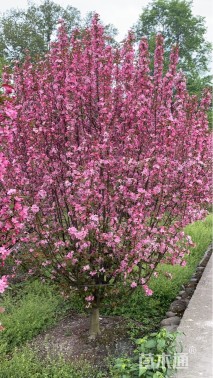 12公分北美海棠