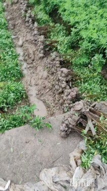 高度50厘米伞房决明