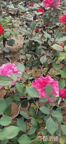 高度100厘米月季