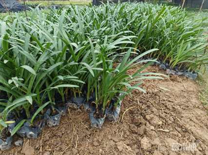 高度20厘米蜘蛛兰