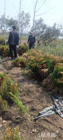 高度180厘米黄杨