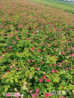 高度50厘米丰花月季