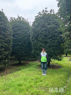 200公分金桂（地笼）