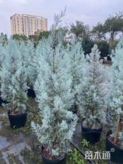 高度250厘米蓝冰柏