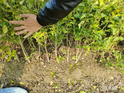 高度35厘米金禾女贞