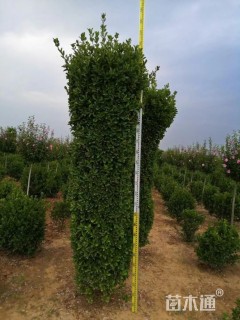 高度250厘米大叶黄杨柱