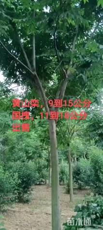 20公分黄山栾树