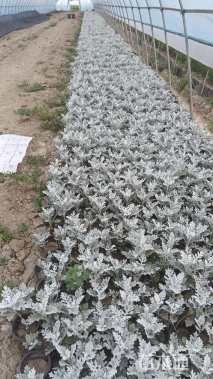 高度15厘米银叶菊