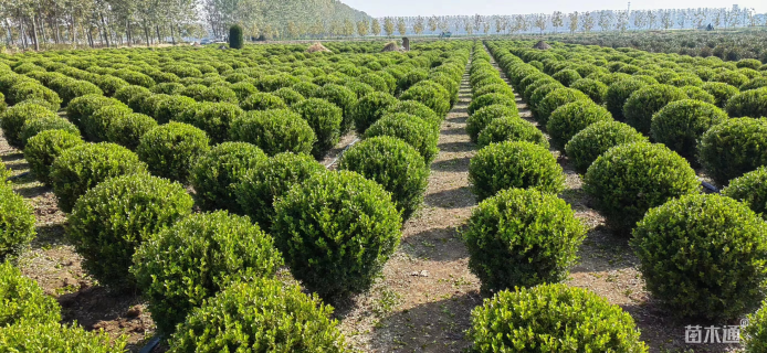 冠幅120厘米瓜子黄杨球