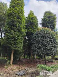 30公分金丝楠木