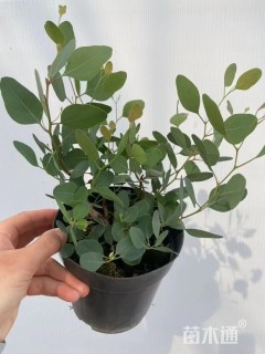 1公分尤加利