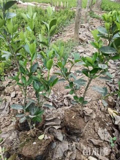 高度30厘米大叶黄杨