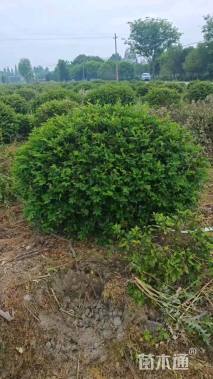 冠幅150厘米茶梅球