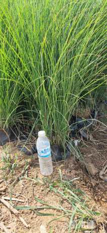 高度50厘米细叶芒