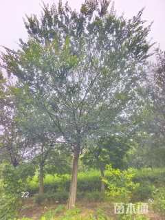 21公分朴树