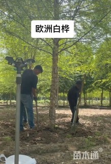 14公分白桦