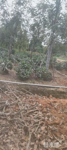 高度100厘米鸳鸯茉莉