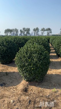 冠幅200厘米卫矛球