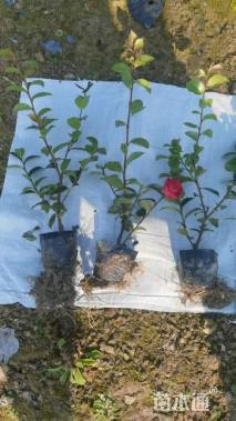 高度30厘米茶梅