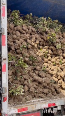 高度35厘米夏鹃小苗