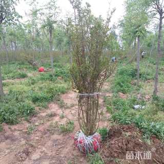 高度170厘米丛生紫薇