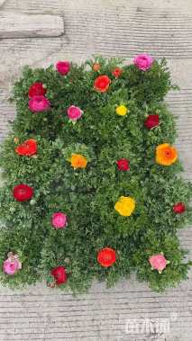 高度10厘米花毛茛