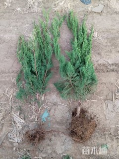 高度60厘米龙柏