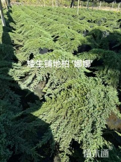 高度20厘米铺地柏
