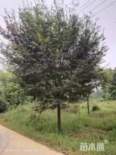 20公分榉树