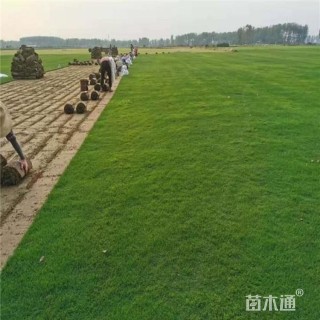 草块状百慕大草