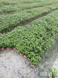 高度20厘米大麻叶泽兰