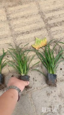 高度30厘米琉璃菊