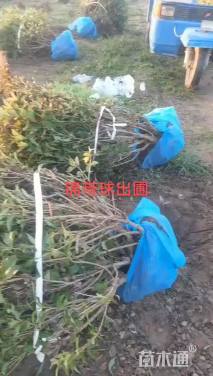 高度80厘米红王子锦带球