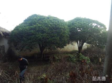 高度500厘米雀舌黄杨