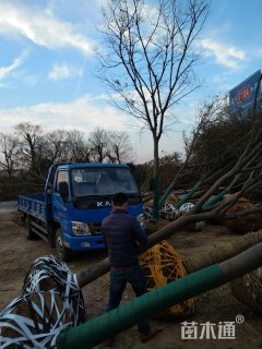 榉树
