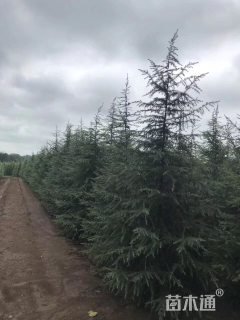 高度300厘米雪松