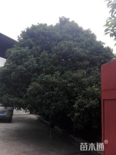 27公分桂花