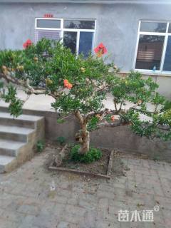 高度180厘米果石榴