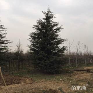 高度900厘米雪松