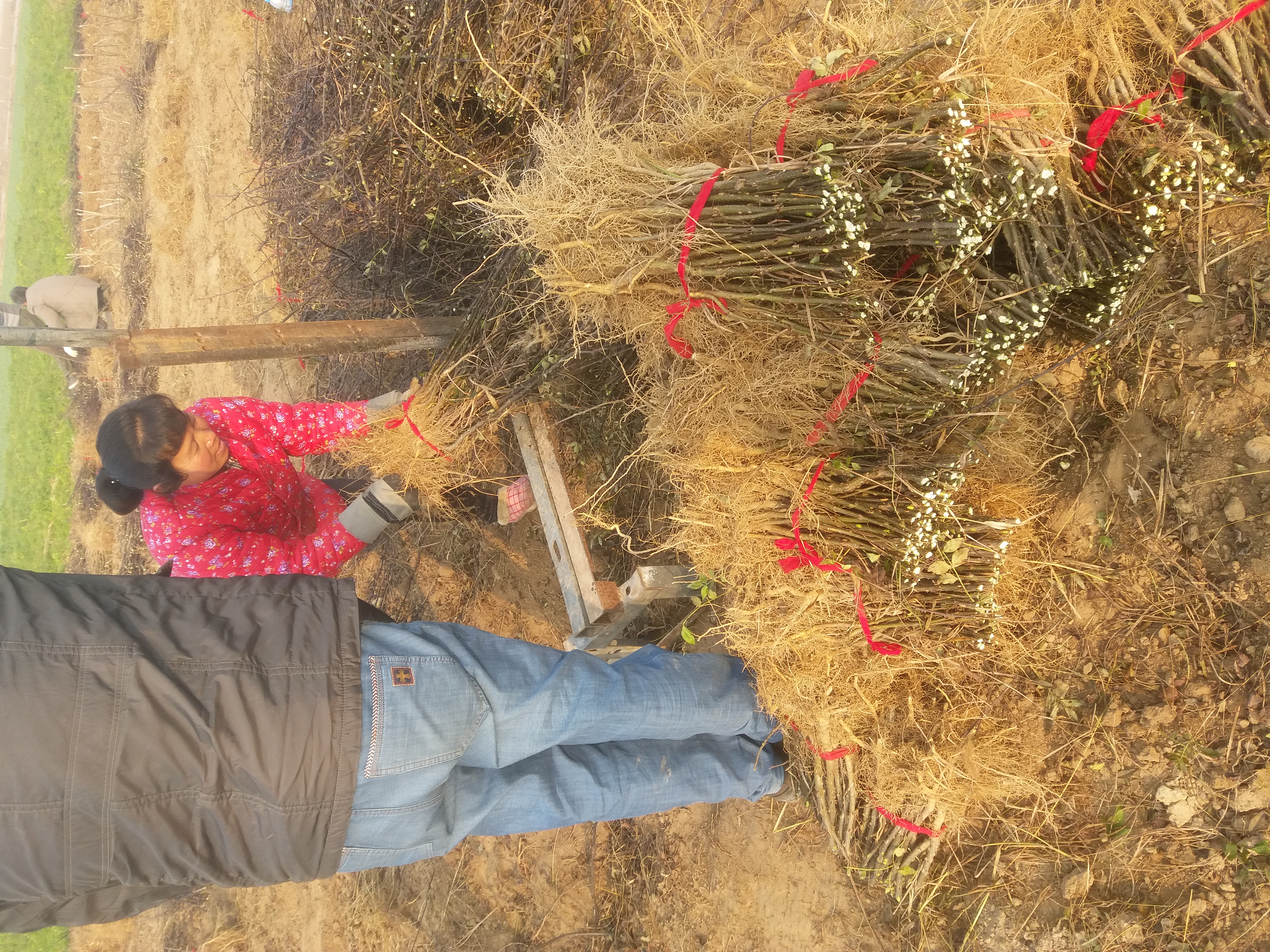 高度100厘米大红袍花椒