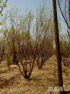 高度400厘米丛生五角枫