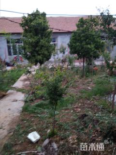 高度280厘米北海道黄杨