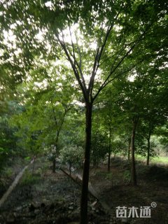 15公分榉树
