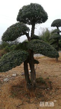 350厘米造型对节白蜡