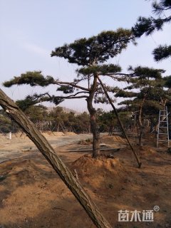 高度350厘米油松